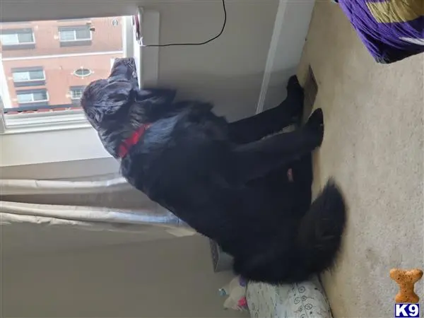 Newfoundland stud dog