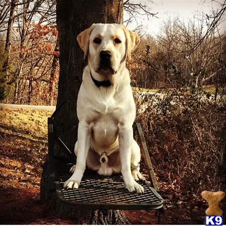 Labrador Retriever stud dog