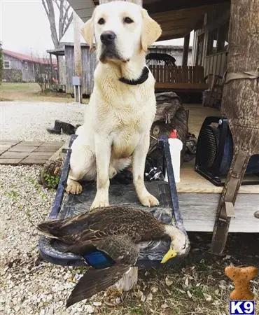 Labrador Retriever stud dog