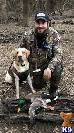 Labrador Retriever stud dog