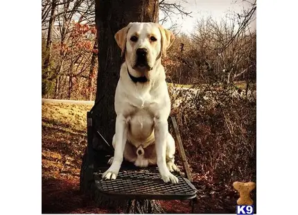 Labrador Retriever