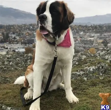 Saint Bernard female dog