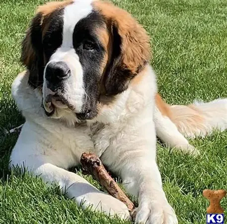 Saint Bernard female dog