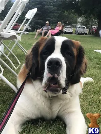 Saint Bernard female dog