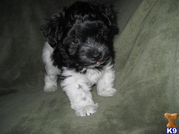 akc havanese puppies havanese puppy for sale akc havanese pixie chion bloodlines 8 years akc havanese puppies havanese puppy for sale akc havanese pixie chion bloodlines 8 years