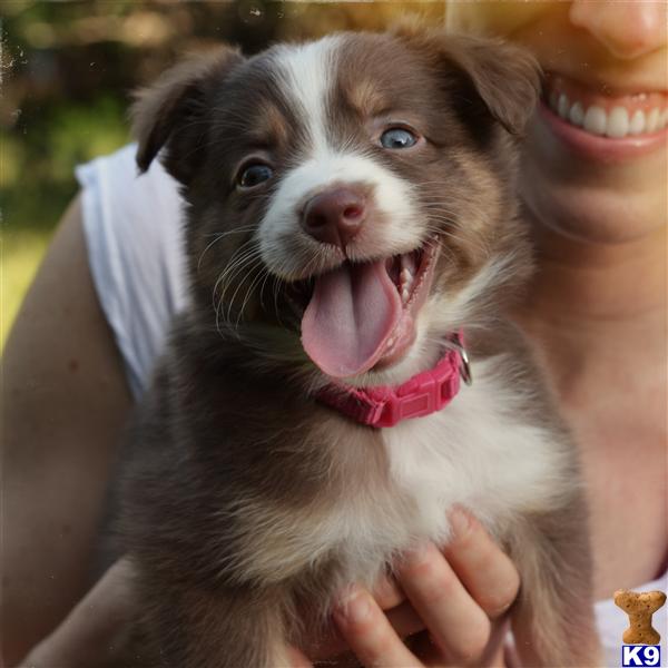 miniature australian shepherd puppy posted by bdiiorio12