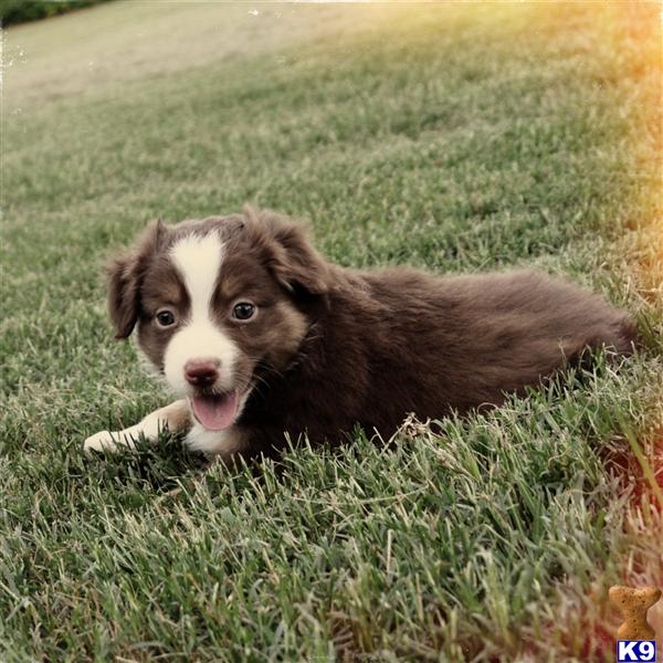 miniature australian shepherd puppy posted by bdiiorio12