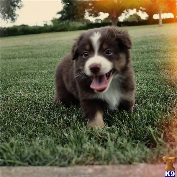 miniature australian shepherd puppy posted by bdiiorio12