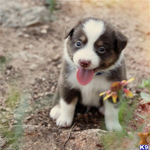 miniature australian shepherd puppy posted by bdiiorio12