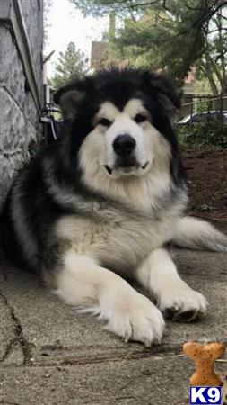 a alaskan malamute dog lying on the ground