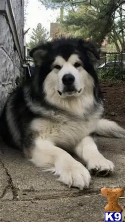 Alaskan Malamute stud dog