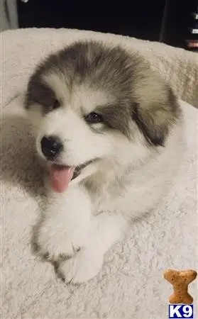 Alaskan Malamute stud dog