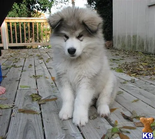 Alaskan Malamute stud dog