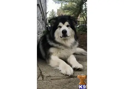 Alaskan Malamute