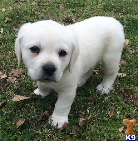labrador retriever puppy posted by bdoll99