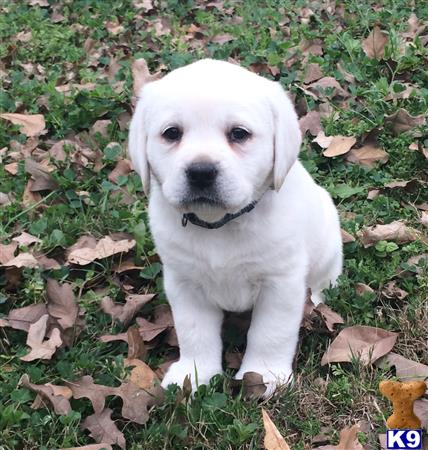 labrador retriever puppy posted by bdoll99