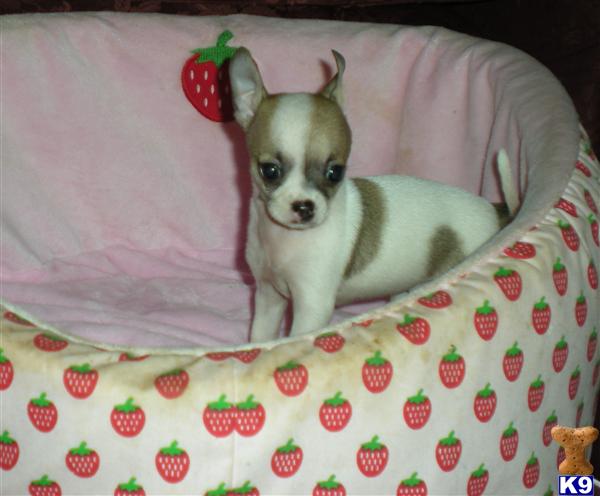 Chihuahua Puppy for Sale REDUCED ADORABLE APPLEHEAD