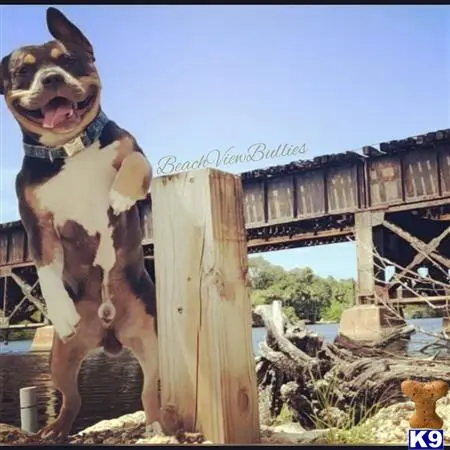 American Bully stud dog