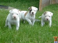 american bulldog puppy posted by beagle123