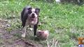 Old English Bulldog