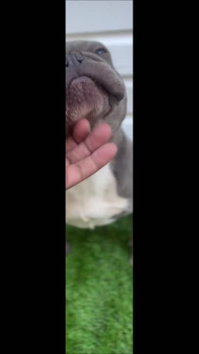French Bulldog dog video