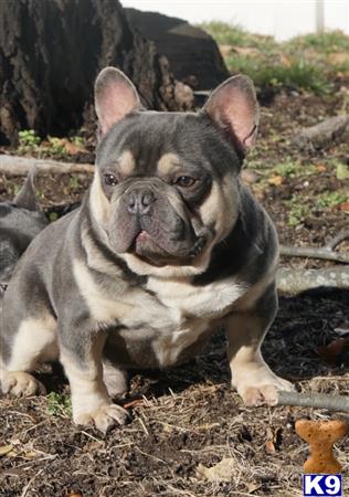 a french bulldog dog sitting on the ground