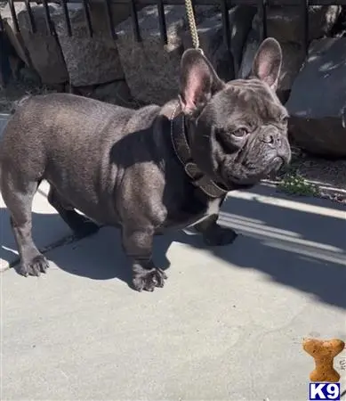 French Bulldog stud dog