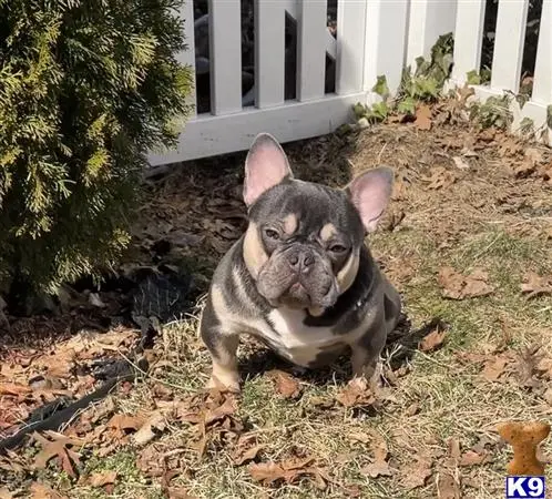 French Bulldog stud dog