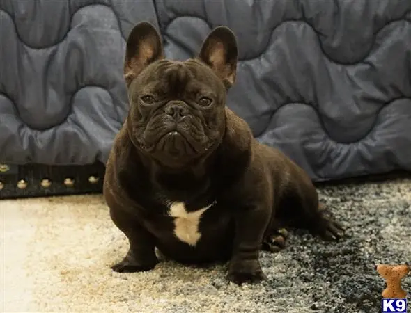 French Bulldog stud dog