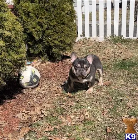 French Bulldog stud dog