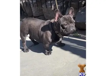 French Bulldog