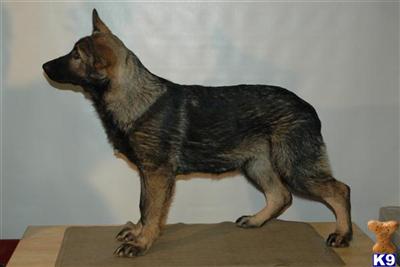 German Shepherd