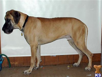 Great Dane stud dog