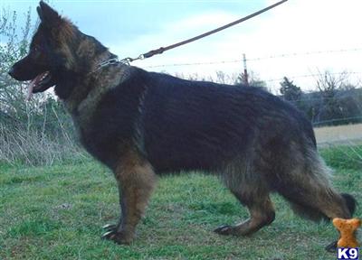 German Shepherd