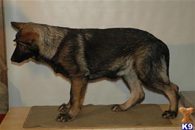 German Shepherd