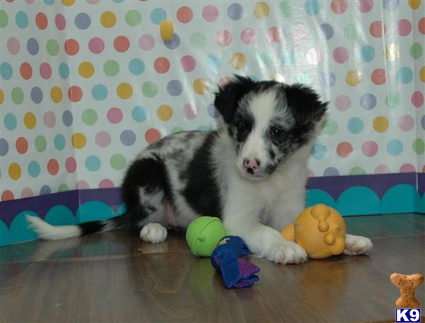 Border Collie