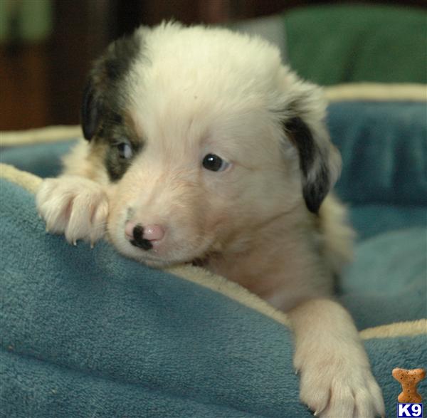 Border Collie