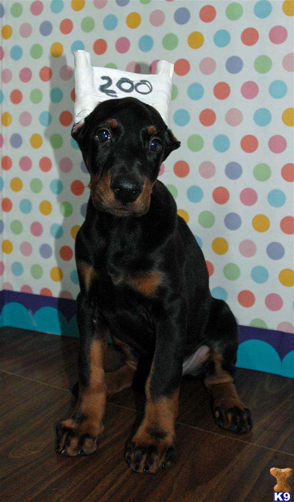 Doberman Pinscher