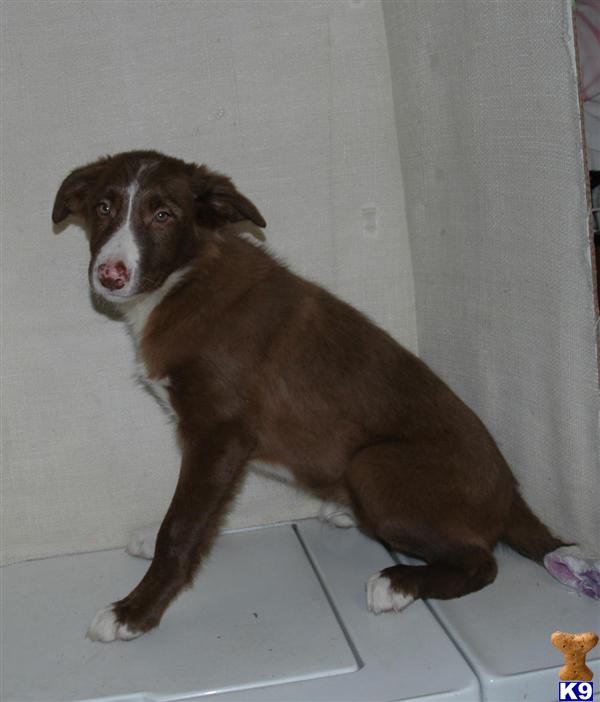 Border Collie