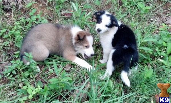 Border Collie