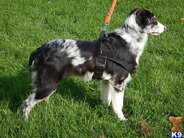 Border Collie