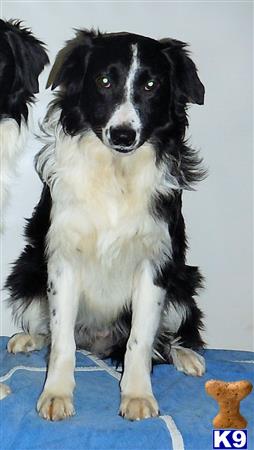 Border Collie