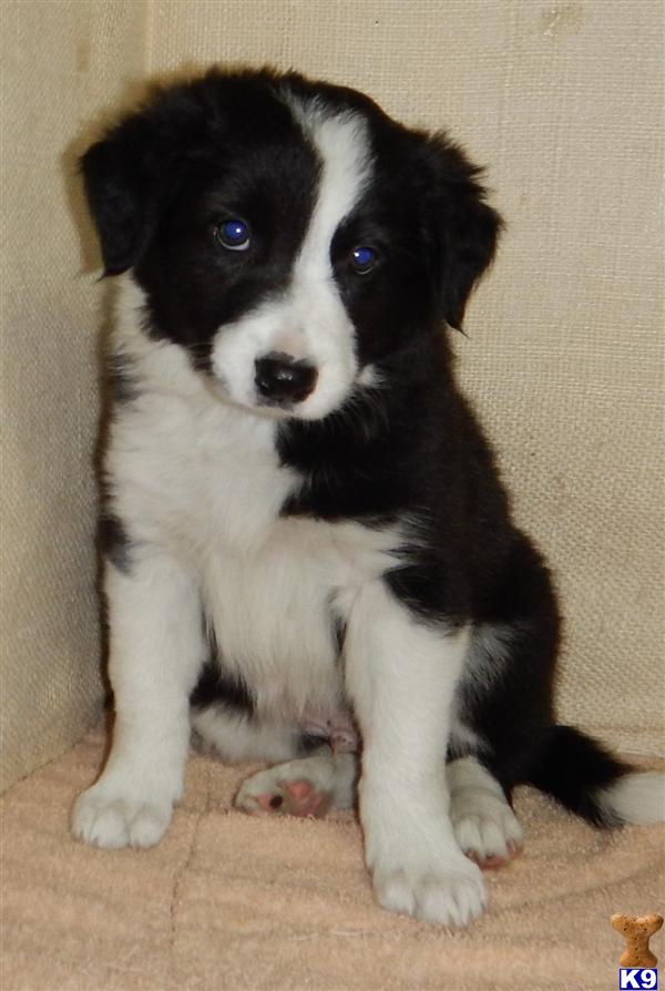 Border Collie