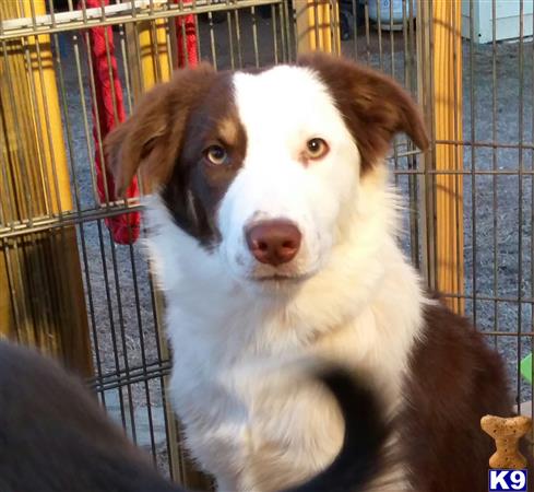 Border Collie dog