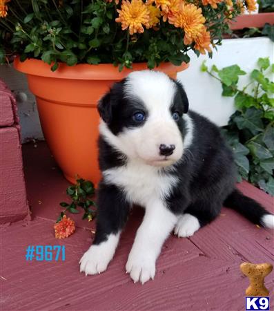 Border Collie