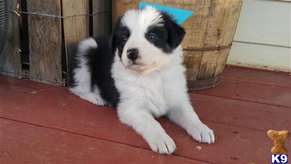 Border Collie