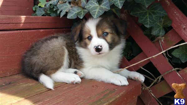 Border Collie