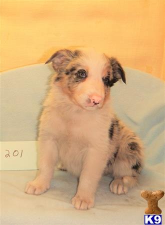 Border Collie