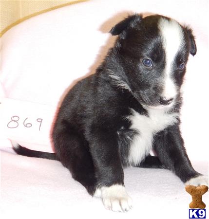 Border Collie dog