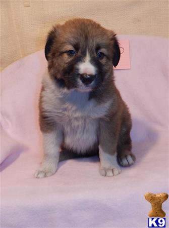 Border Collie